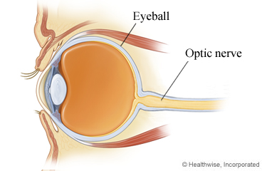 Eyeball and optic nerve.