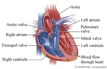 Picture of the anatomy of the heart