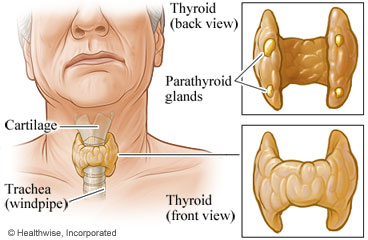 Back and front views of the thyroid