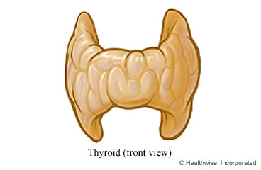 Front view of the thyroid gland
