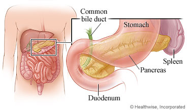The digestive system, including the pancreas