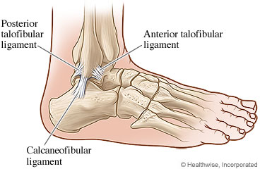 Ankle ligaments and bones