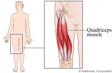 The quadriceps muscle