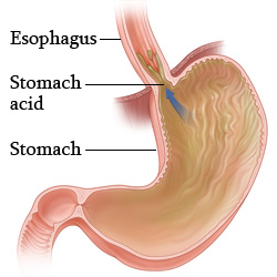 Esophagus and stomach.