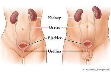 Female and male urinary systems, including kidney, ureter, bladder, and urethra.