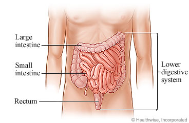 Lower digestive system.