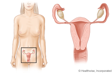 Abdomen showing location of uterus, cervix, ovaries, fallopian tubes, and vagina.