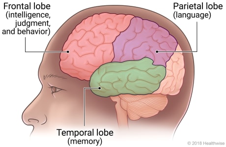 Areas of the brain affected by Alzheimer's and other dementias