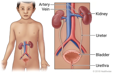 Location of kidneys, with detail of the kidneys, ureter, bladder, and urethra