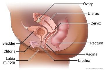 Female pelvic organs in lower belly, including fallopian tube, ovary, uterus, cervix, bladder, urethra, vagina, clitoris, labia minora, and rectum.