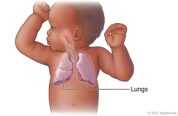 Respiratory system of child, including lungs and airways to lungs.