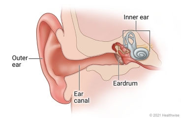 Structure of the ear, showing outer ear, ear canal, eardrum, and inner ear.