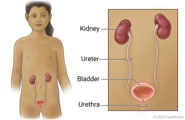 Urinary tract in child, with detail of kidneys, ureters, bladder, and urethra.