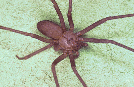 Brown recluse spider.