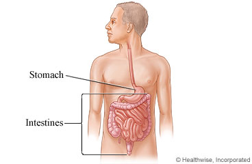 Intestines