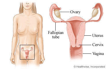 Female reproductive system (front view)