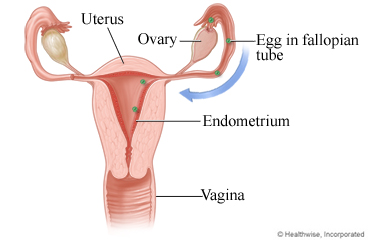 Ovulation