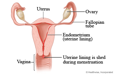 Menstrual flow