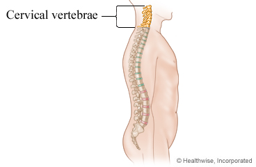 Cervical vertebrae