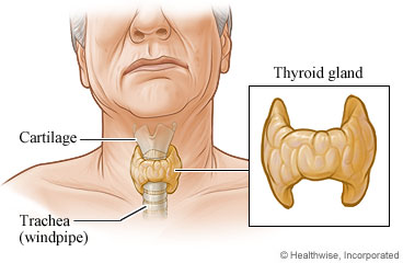 Thyroid gland