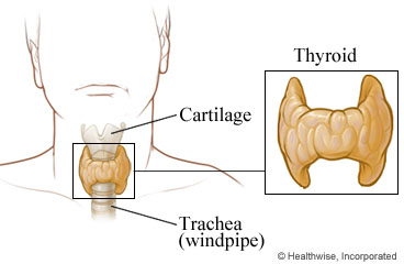 Thyroid gland