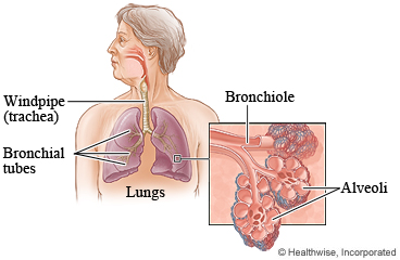 Airways inside the lungs