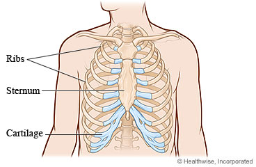 Skeletal view of the rib cage, showing the ribs, sternum, and cartilage