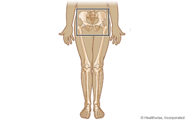 Bones of the pelvis and hip joints