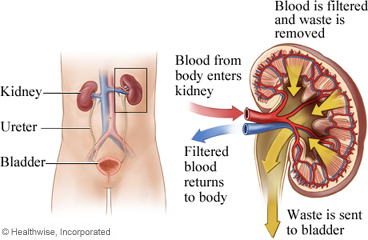 How the kidneys work