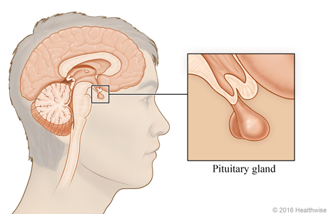 The brain, with detail of the pituitary gland