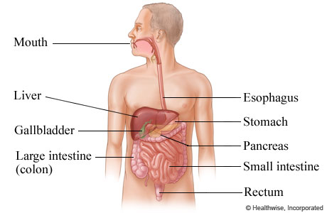 digestive system