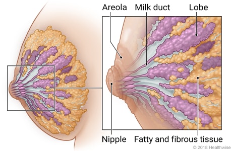 Anatomy of the female breast