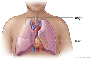 Inside view of chest, showing left and right lungs with heart in between