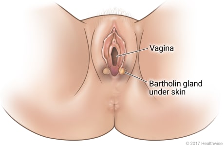 Female genital area, showing Bartholin glands on each side of vagina opening.