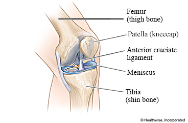 Knee joint