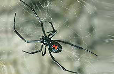 Black widow spider