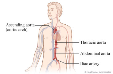 Anatomy of the aorta