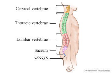 The spine