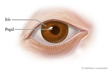 Parts of the eye