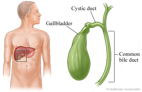 Gallbladder, cystic duct, and common bile duct.