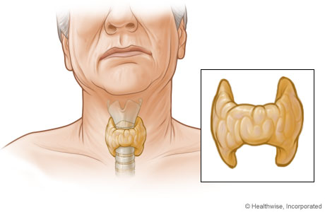 Thyroid gland and its location in the neck.