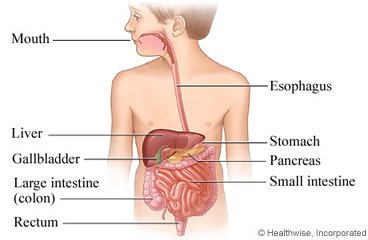 The digestive system