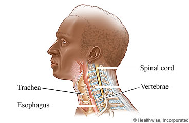 Neck anatomy