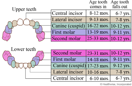Chart showing ages when baby teeth come in and fall out.