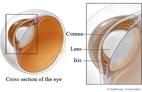 cornea, lens, and iris of the eye