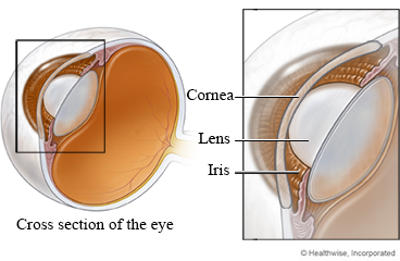 Cross section of the eye