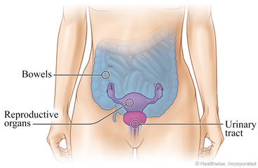 Female pelvic organs