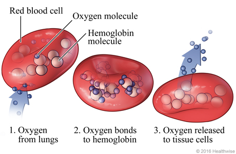 Red blood cells showing the hemoglobin molecules.