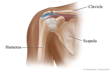 Parts of the shoulder