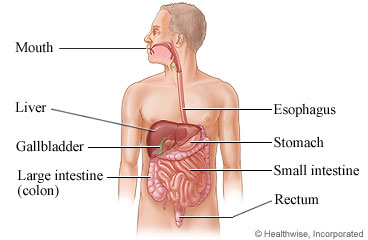 The digestive system